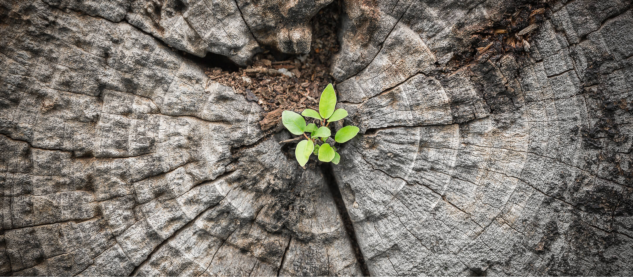 Pflanze wächst aus Baumstumpf – Sinnbild für nachhaltiges Wachstum und Neuanfang