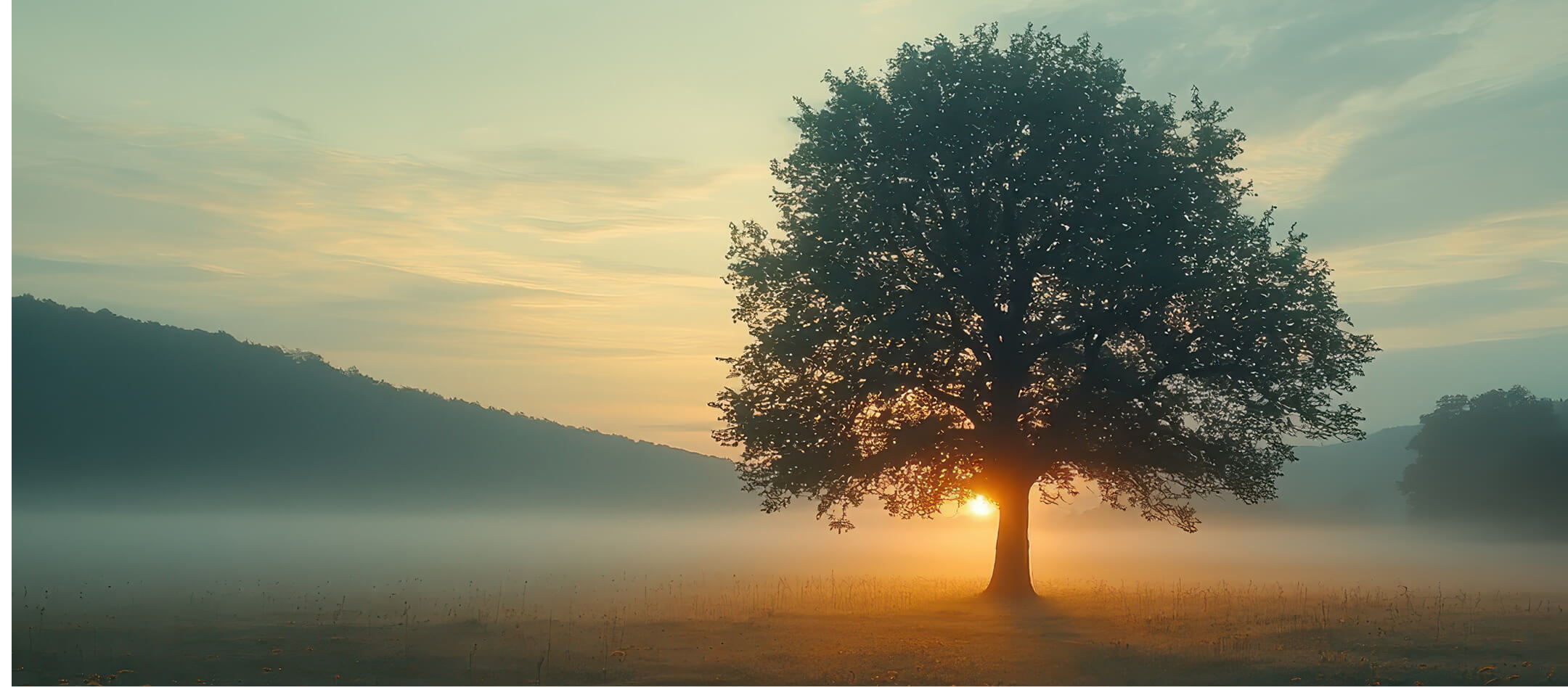 Sonnenaufgang hinter Baum – Sinnbild für Wachstum und neue Perspektiven